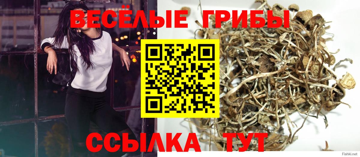 Псилоцибиновые грибы Psilocybe  Вход с VPN  Кузнецк 